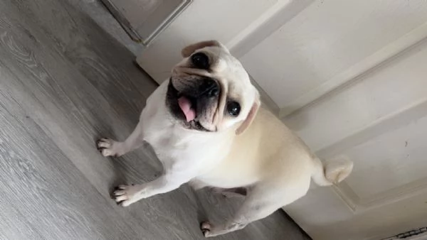 Disponibili carlini maschi | Foto 3