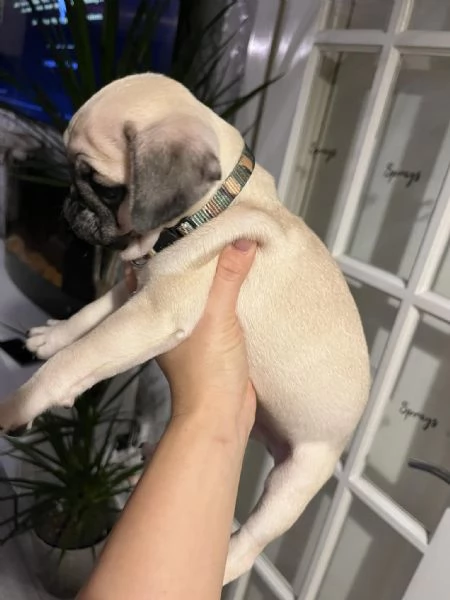 Disponibili carlini maschi