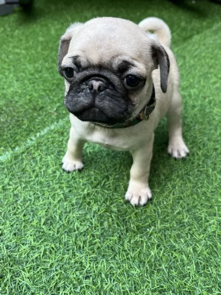 Disponibili carlini maschi | Foto 2