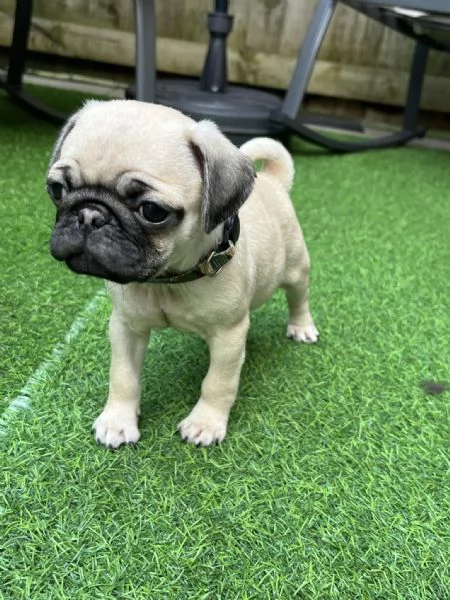 Disponibili carlini maschi | Foto 1