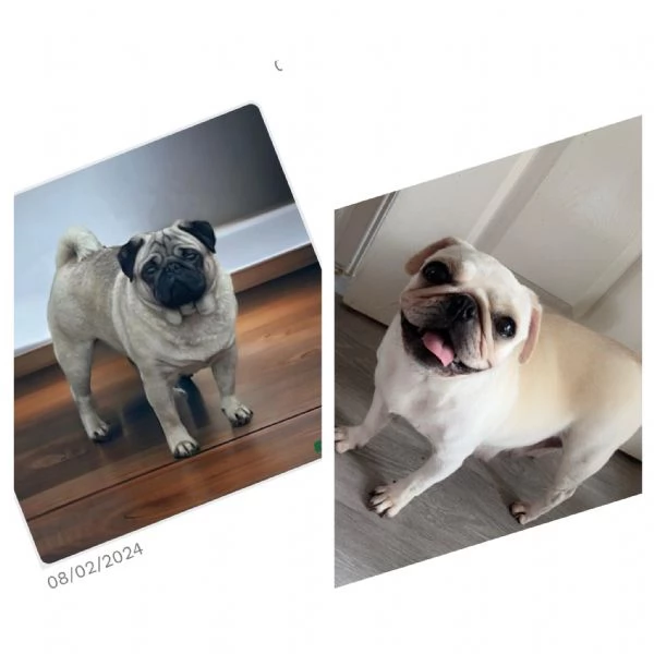 Disponibili carlini maschi | Foto 0