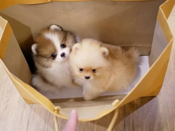 Cuccioli di Pomerania toy per belle case | Foto 2