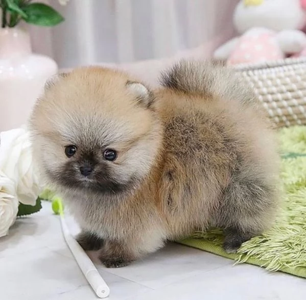 Cuccioli di Pomerania toy per belle case | Foto 1