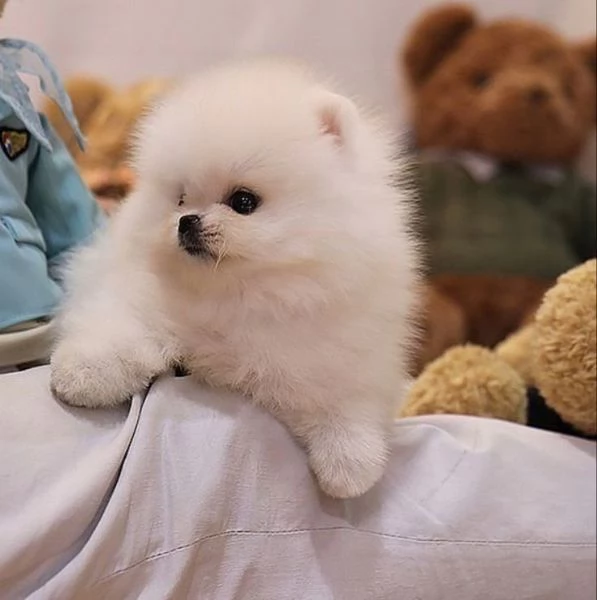 Pomerania toy | Foto 2