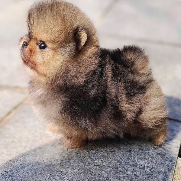 Pomerania toy | Foto 1