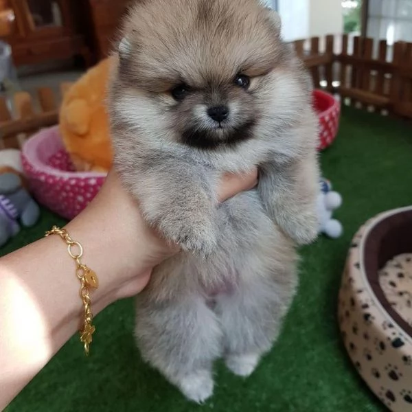 Pomerania toy