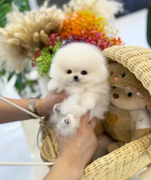  Pomerania Toy cuccioli maschio e femmina per adozione | Foto 3