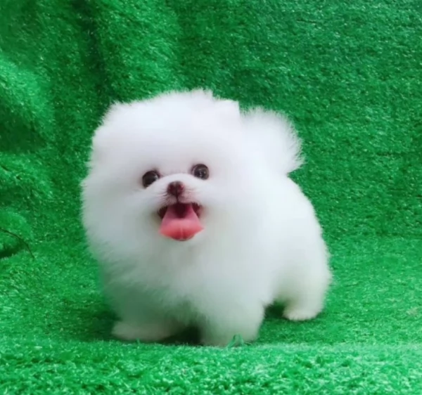  Pomerania Toy cuccioli maschio e femmina per adozione | Foto 6
