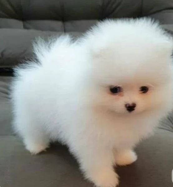  Pomerania Toy cuccioli maschio e femmina per adozione | Foto 5
