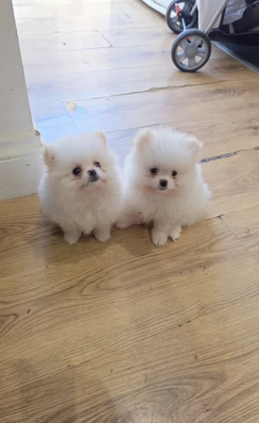 Pomerania Toy cuccioli maschio e femmina per adozione | Foto 2