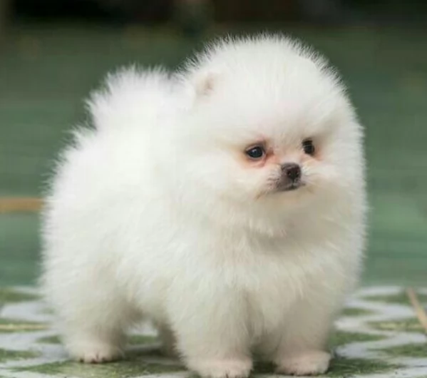  Pomerania Toy cuccioli maschio e femmina per adozione | Foto 3