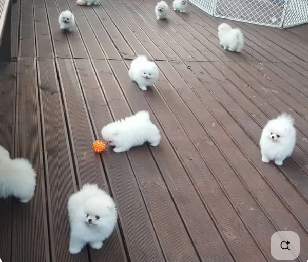  Pomerania Toy cuccioli maschio e femmina per adozione | Foto 2