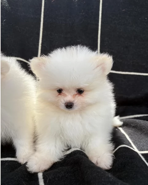  Pomerania Toy cuccioli maschio e femmina per adozione | Foto 5