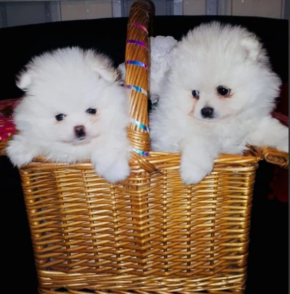  Pomerania Toy cuccioli maschio e femmina per adozione | Foto 6