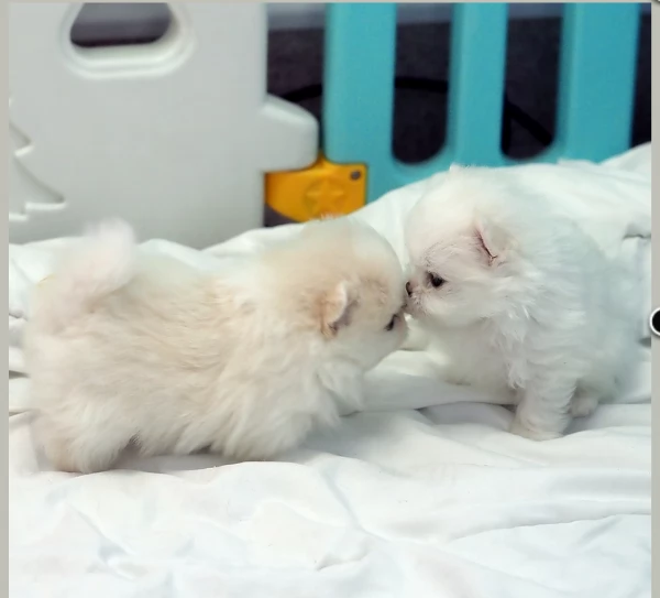  Pomerania Toy cuccioli maschio e femmina per adozione | Foto 2