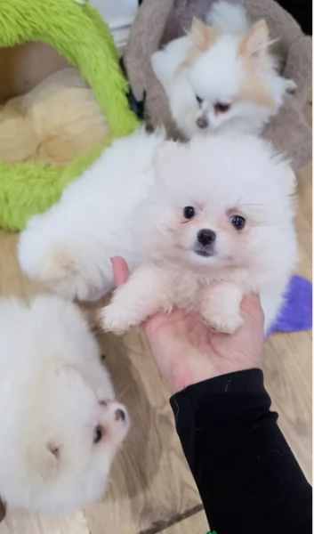  Pomerania Toy cuccioli maschio e femmina per adozione | Foto 1