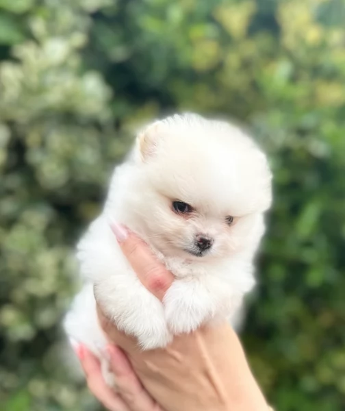  Pomerania Toy cuccioli maschio e femmina per adozione | Foto 6