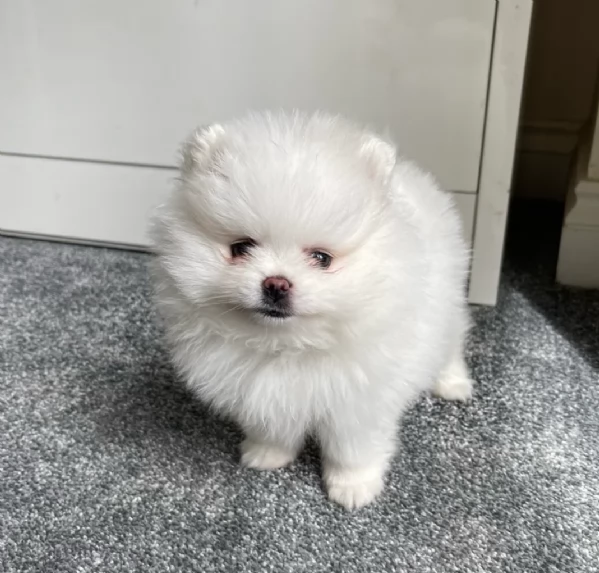 Pomerania Toy cuccioli maschio e femmina per adozione | Foto 2