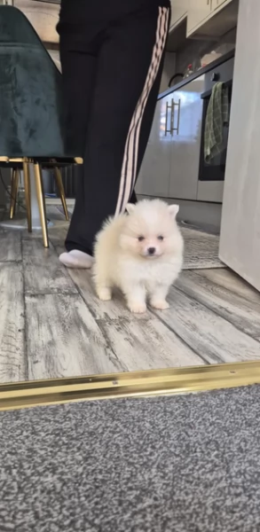  Pomerania Toy cuccioli maschio e femmina per adozione | Foto 1