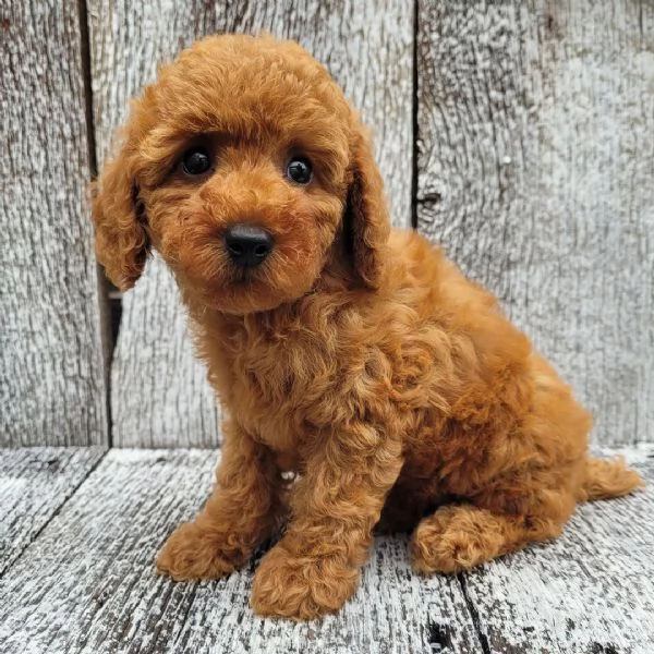 1. Barboncino Toy (cuccioli maschio e femmina) | Foto 0