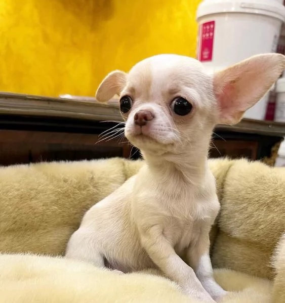 4. Chihuahua Toy (cuccioli maschio e femmina) | Foto 1