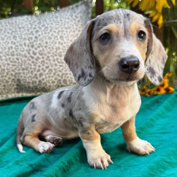 Bassotto nana (cuccioli maschio e femmina) | Foto 1