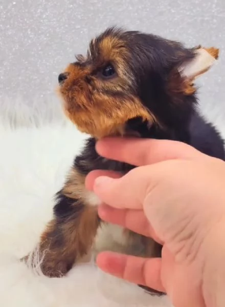 Yorkshire Terrier (cuccioli maschio e femmina) | Foto 0