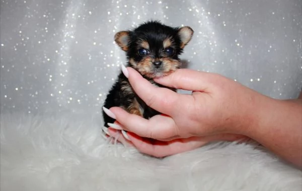 Yorkshire Terrier (cuccioli maschio e femmina)