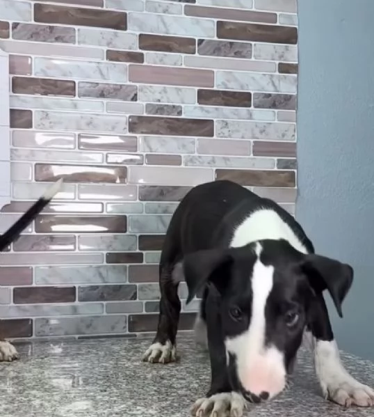 Bull Terrier (cuccioli maschio e femmina)