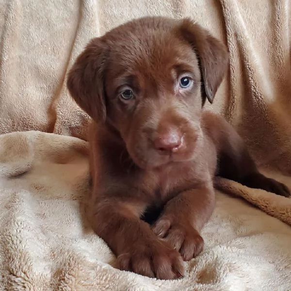  Labrador Retriever (cuccioli maschio e femmina)