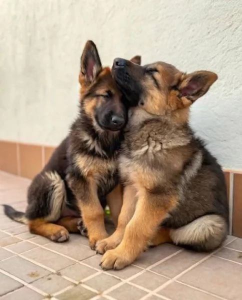 Pastor tedesco (cuccioli maschio e femmina)