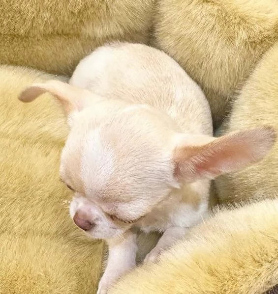  Chihuahua Toy (cuccioli maschio e femmina) | Foto 1