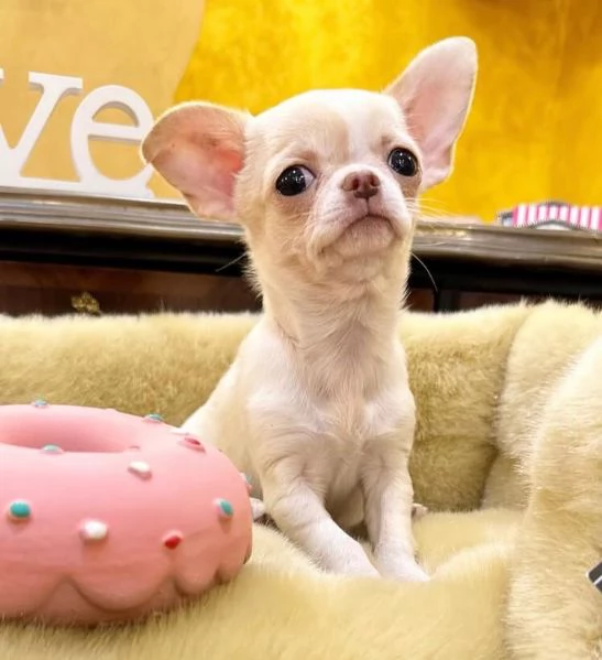  Chihuahua Toy (cuccioli maschio e femmina) | Foto 0