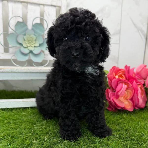  Barboncino Toy (cuccioli maschio e femmina) | Foto 0