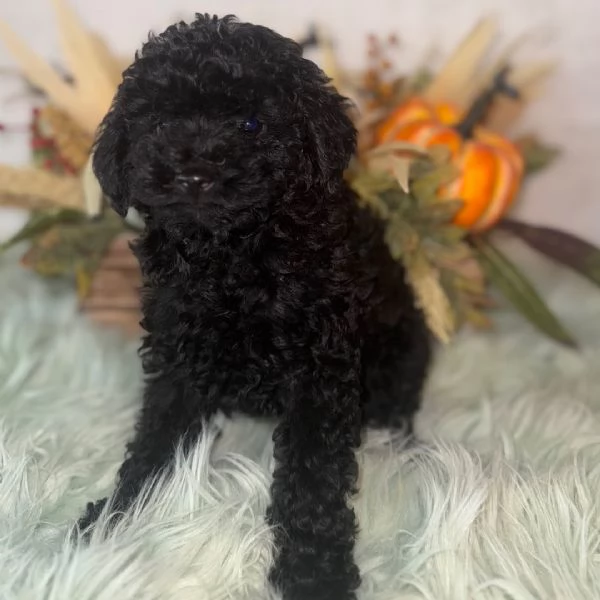  Barboncino Toy (cuccioli maschio e femmina)