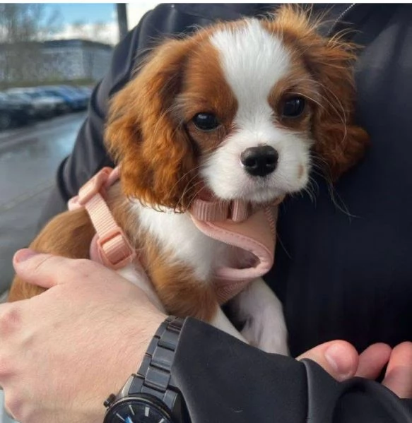 Cavalier King Charles (cuccioli maschio e femmina)