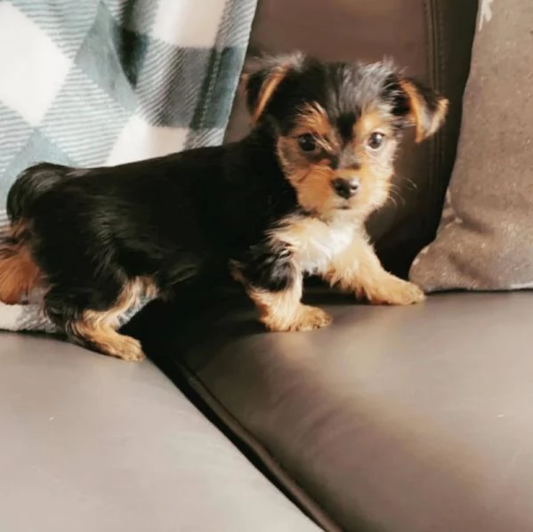 Yorkshire Terrier (cuccioli maschio e femmina)