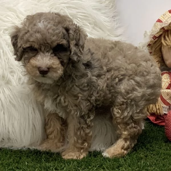 Barboncino Toy (cuccioli maschio e femmina) | Foto 0