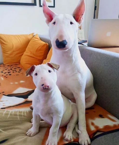 Bull Terrier (cuccioli maschio e femmina) | Foto 1