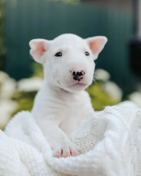 Bull Terrier (cuccioli maschio e femmina)
