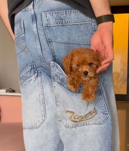  Barboncino Toy (cuccioli maschio e femmina)