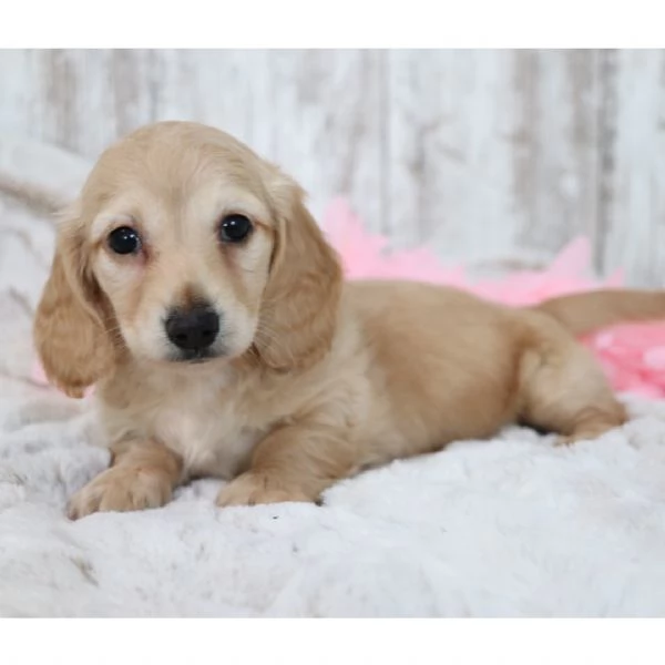 Bassotto nana (cuccioli maschio e femmina) | Foto 0