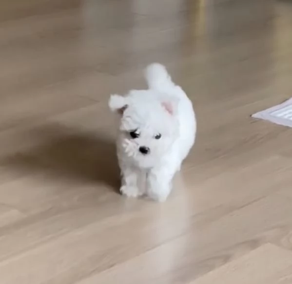 Maltese Toy (cuccioli maschio e femmina) | Foto 0