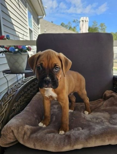 Boxer (cuccioli maschio e femmina)