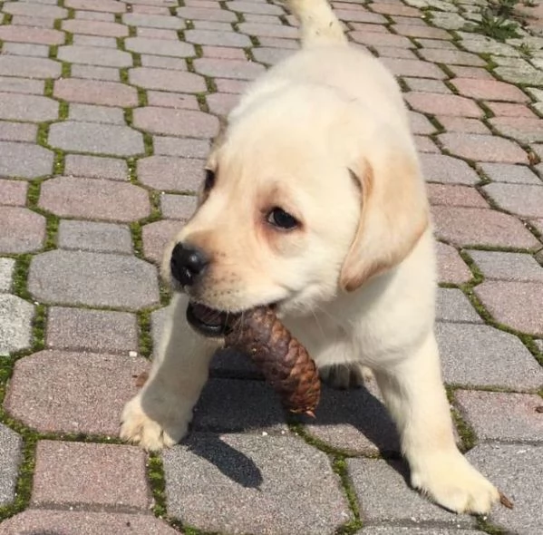  Labrador Retriever (cuccioli maschio e femmina)