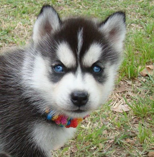 Siberian Husky (cuccioli maschio e femmina) | Foto 1