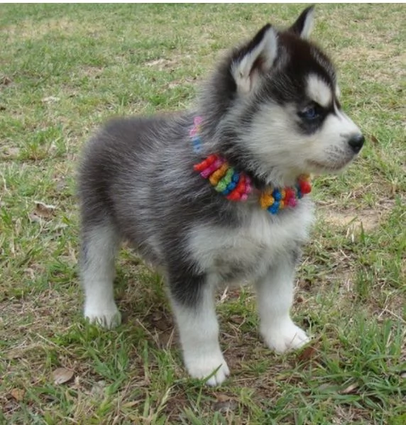 Siberian Husky (cuccioli maschio e femmina)