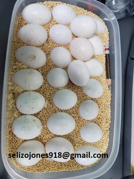 Uova fertili di pappagallo e uova fertili di uccelli in vendita Siamo specializzati nella fornitura 