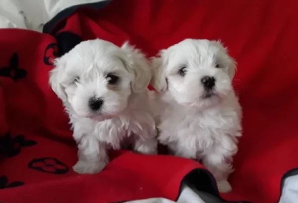 cucciolo di Maltese toy picola razza per adozione | Foto 2