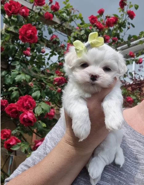 cucciolo di Maltese toy picola razza per adozione